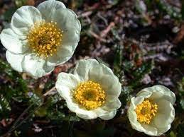 Rank Everything Canadian Flowers Flowers Beautiful Flowers Flower Names