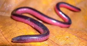 Any of various legless, burrowing amphibians of the order. Caecilians The Other Amphibian Science News For Students