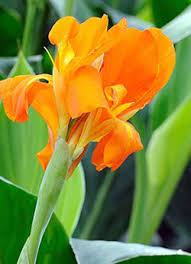 Maybe you would like to learn more about one of these? Summer Bulbs