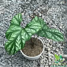 Image result for Cercestis