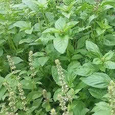 To plant outside, wait until the soil has warmed to at least 50°f (10°c)—preferably around 70ºf (21°c) for best growth. Lemon Basil Herb Plants For Sale Free Shipping