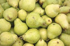 How you will use the fruit you harvest is an important question when choosing a pear tree. Pears Planting Growing And Harvesting Pears The Old Farmer S Almanac