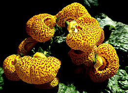 Image result for Calceolariaceae