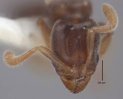 Image result for Zornia punctatissima