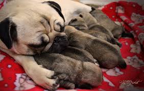 Bahhumpug Fancorfield Amor De Madre Pugs Pugs Cute Pugs Baby Pugs
