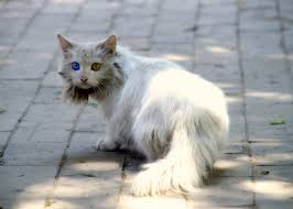 I've been waiting for this moment for quite some time.. Blofeld S Cat Pablo Flickr