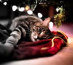 We did not find results for: Christmas Cat Hd Wallpaper Peakpx