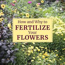 When it comes to sustainability, look no further than these superior products from alibaba.com. How And Why To Use Flower Fertilizer Longfield Gardens