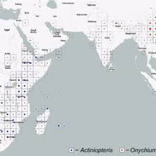 Image result for Actiniopteris pauciloba