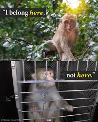 Image result for monkey caged