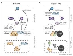 Maybe you would like to learn more about one of these? Autophagosomes Are Formed At A Distinct Cellular Structure Sciencedirect