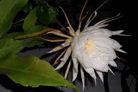 How To Plant Grow And Care For Queen Of The Night Flower Florgeous