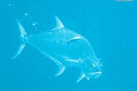 Seismicity at talang had generally declined since february 2009. The Talang Queenfish Whats That Fish