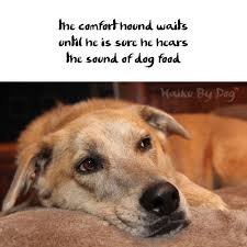 Haiku By Dog Comfort Dog Poetry Dogs Dog Cat