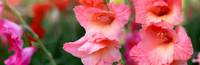 Now that you know when to plant bulbs, get out there and plant them! How To Grow And Care For Gladioli Lovethegarden