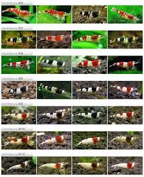 Ulkemizde Beslenen Tatli Su Karides Turleri 2020 Akvaryum Baligi Tatlisu Akvaryumu Karides