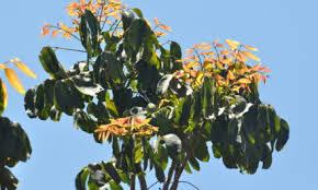 Image result for Cassinopsis ilicifolia