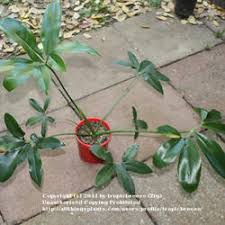 Philodendrons Elephant Ears And Other Aroids Forum New Aroid Again A Philodendron Garden Org