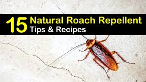 Do not spray all around the house, target only those areas where it kills cockroaches by dehydration after the powder is ingested and can be used both inside and outside the house. 15 Simple But Effective Roach Repellent Recipes