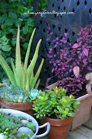 Aloe Vera Crassula Ovata Geldbaum Sommerfrische Schneiden R C3 Bcckschnitt Balkon Terrasse Stauchmittel Hypoestes Phyllosta Pflanzen Zimmerpflanzen Sukkulenten