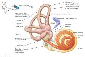 Middle ear amplifies these sound vibrations. Human Ear Structure And Anatomy Online Biology Notes