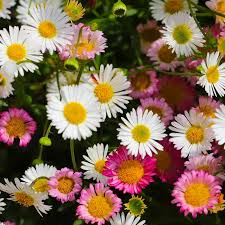 Image result for Erigeron karvinskianus
