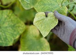 Image result for spider mites on cucumbers