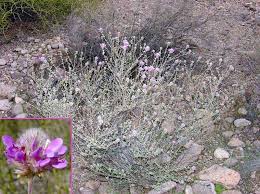 Image result for Indigofera pulchra