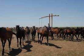 We did not find results for: Hortobagy National Park The I Puszta I Unesco World Heritage Centre