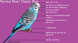 Pin On Budgerigar Bird