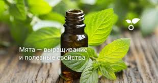 К тому же она является неприхотливым растением, и требует небольшого ухода. Myata Vyrashivanie I Poleznye Svojstva Uhod Razmnozhenie Vidy Foto Botanichka Ru
