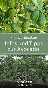 Avocado Baum Avocado Pflanzen Pflegen Avocado Pflanze Pflanzen Avocado Baum
