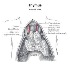 Image result for Thymus