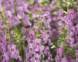 Image result for Angelonia