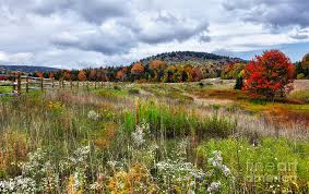 Maybe you would like to learn more about one of these? August Fall Colors Flowers And Trees I West Virginia Photograph By Dan Carmichael