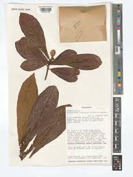 Image result for Nesogordonia