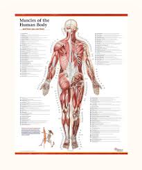 The back comprises the dorsal part of the neck and the torso (dorsal body cavity) from the occipital bone to the top of the tailbone. Trail Guide To The Body S Muscles Of The Human Body Poster Posterior View Only Books Of Discovery