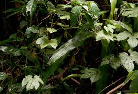 Image result for Dioscoreophyllum