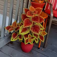 Image result for Coleus neochilus
