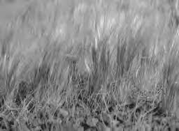 Image result for Brachyachne patentiflora