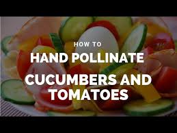 Image result for how to self pollinate cucumbers
