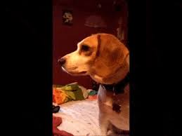Https Encrypted Tbn0 Gstatic Com Images Q Tbn And9gcqcxhptzn3tis6rl0k Lagptyxmwsgtf Kzew Usqp Cau Created by jim davis, odie made his comic strip debut in 1978 as the pet of jon arbuckle's roommate. 2