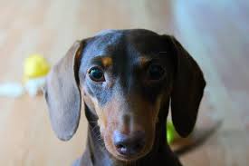 pin on doxie love
