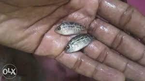 Flowerhorn Babies Fish 150each Size 1 Rs 200 Pair Aquarium Blue House Id 20258678488