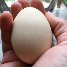 All About Double Yolk Eggs From Chickens Tilly S Nest