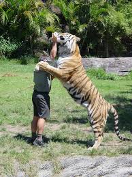 Didn 39 T Realise Tigers Were This Big Compared To Humans Pic Animals Animals And Pets Human