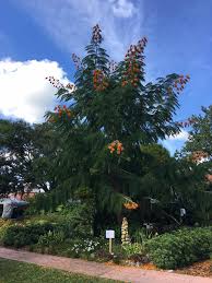 Image result for Colvillea