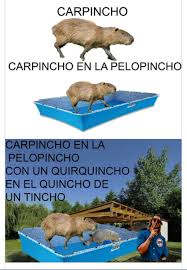 Maybe you would like to learn more about one of these? Nicco No Twitter Que Todos Aman Los Carpinchos Jajaja Por Eso Los Memes