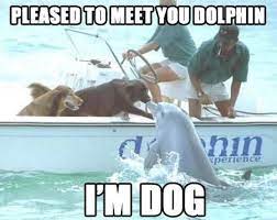 Or The Dogs Trying To Push The Dolphin Back Into The Ocean Cute Animals Funny Animals Funny Animal Memes