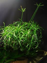 Riparium Plants The Jake Arium